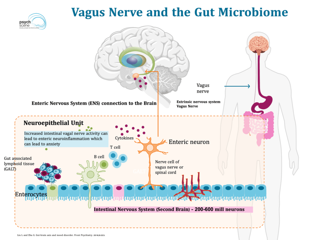 Unlocking the Gut-Brain Axis for Academic Success
